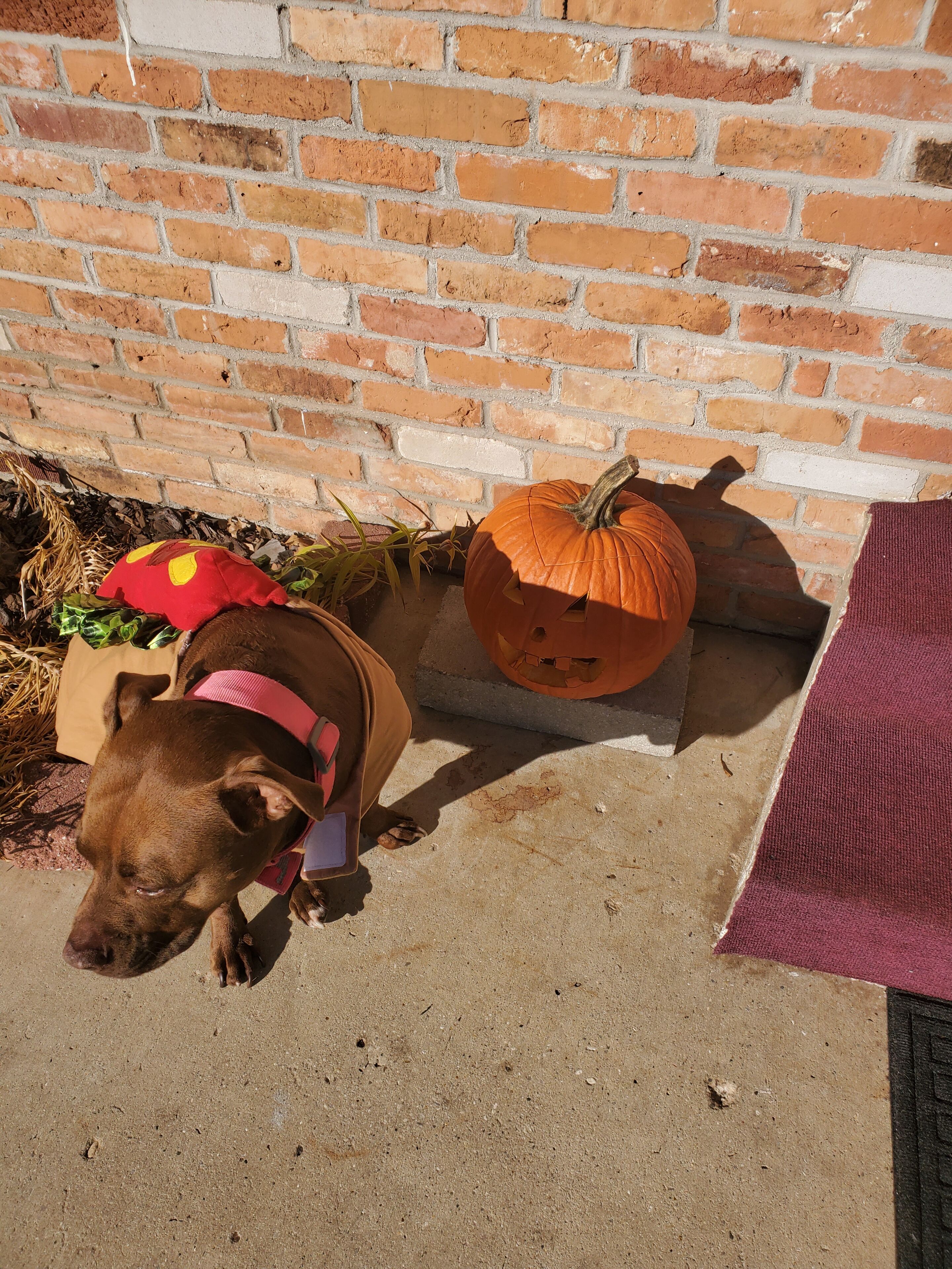 A dog in a costume next to a pumpkin on a concrete surface with a brick wall in the background.