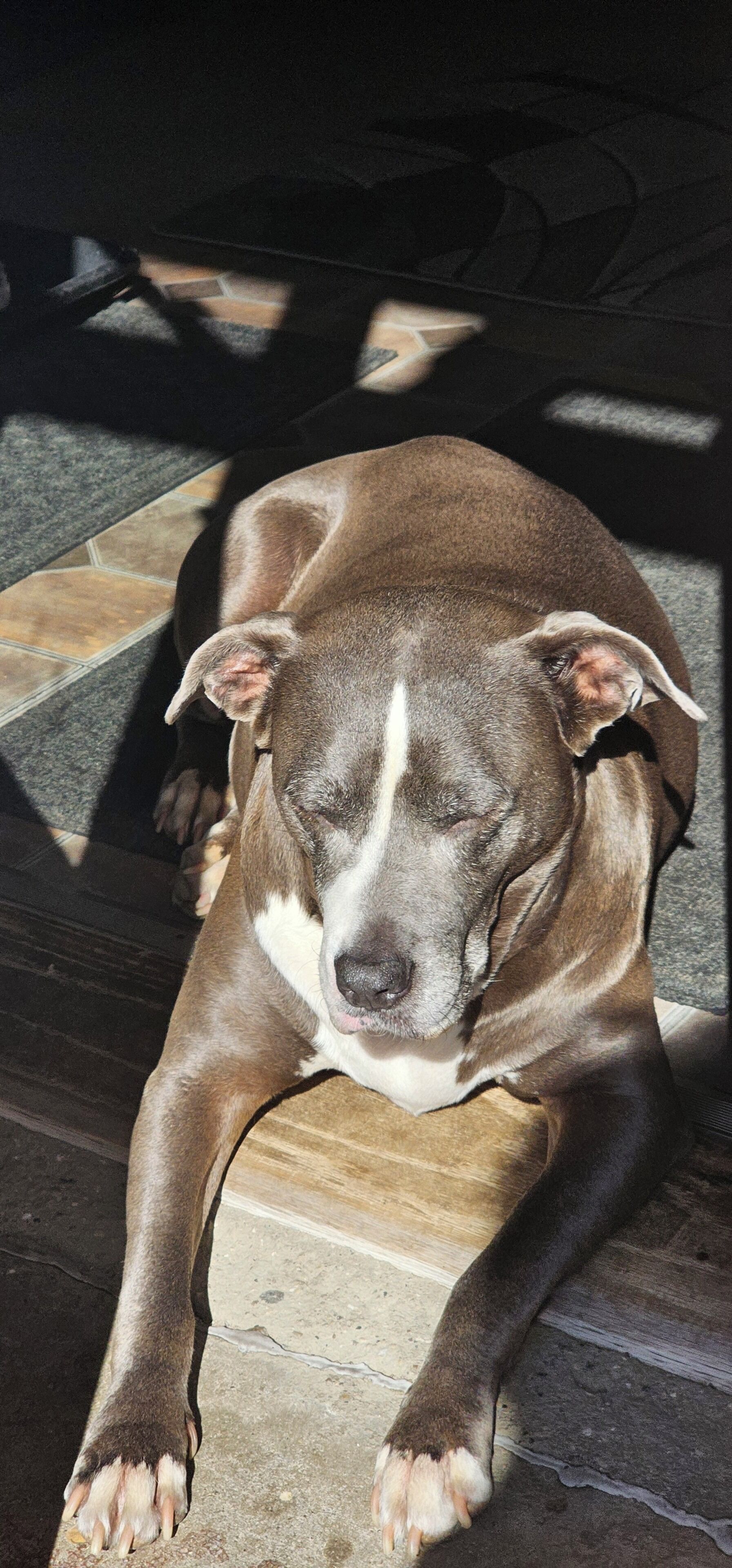 A dog lying on a wooden floor with a tiled pattern in the background.