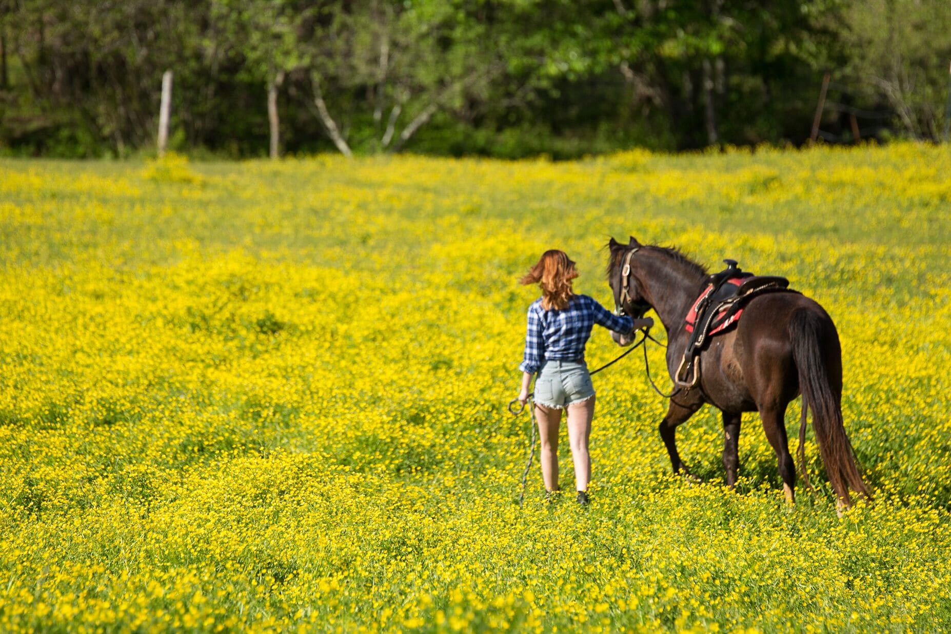 Iemand leidt een paard door een veld vol gele bloemen.