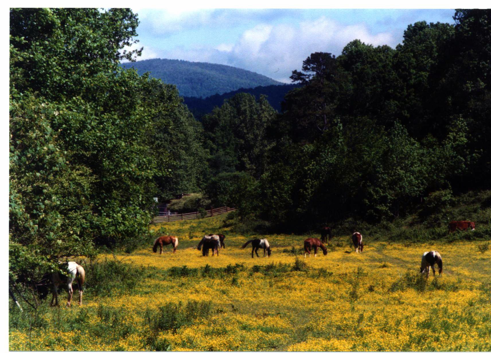 A field with horses grazing, surrounded by trees and a mountain in the background.