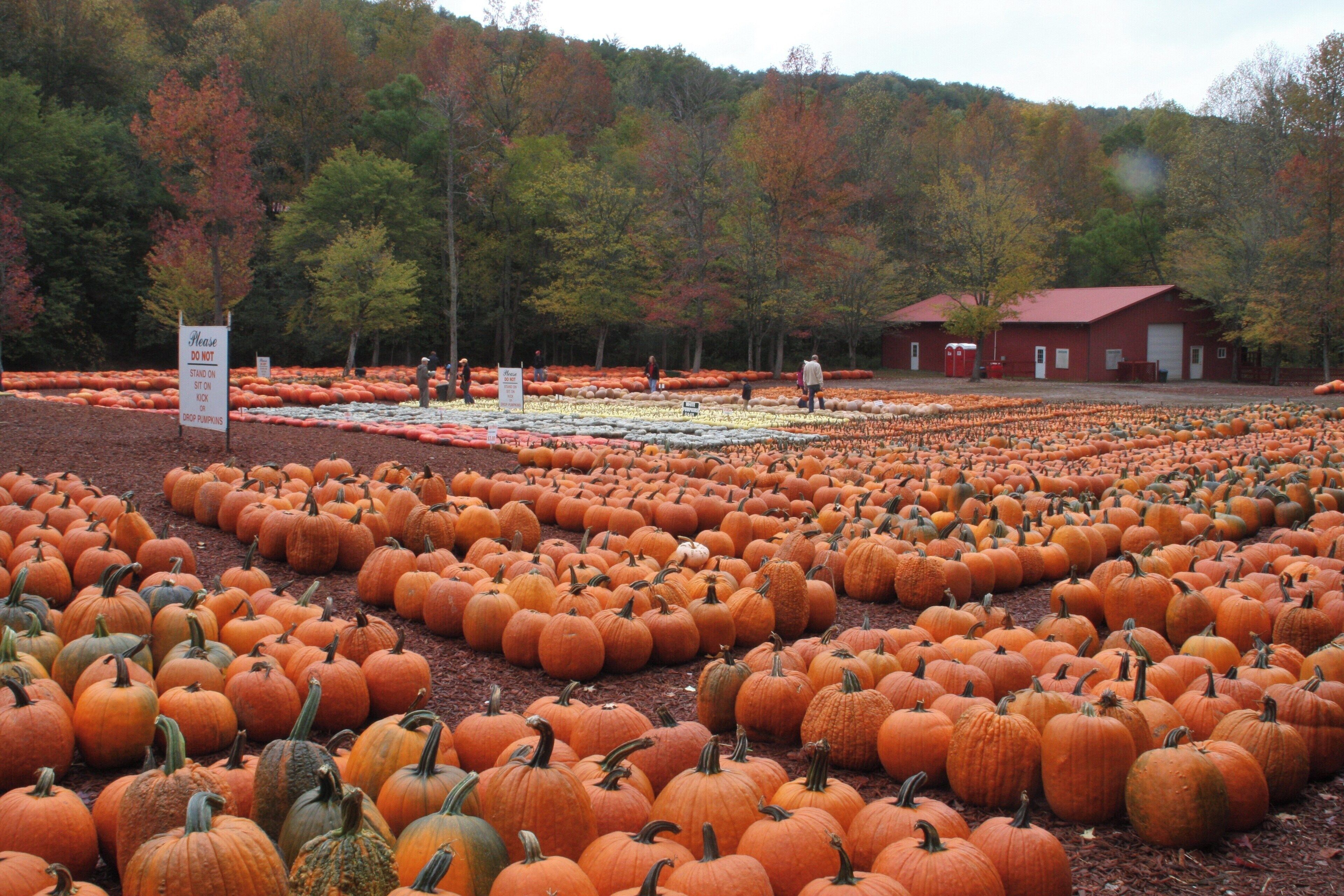 Un campo de calabazas con hileras de ellas y un edificio rojo al fondo.