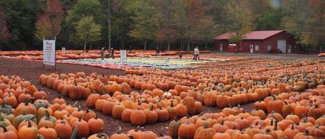 Un campo de calabazas con hileras de ellas y un edificio rojo al fondo.