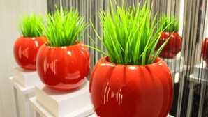 Trois plantes en pot, de couleur rouge, avec de l’herbe verte, posées sur des supports blancs.