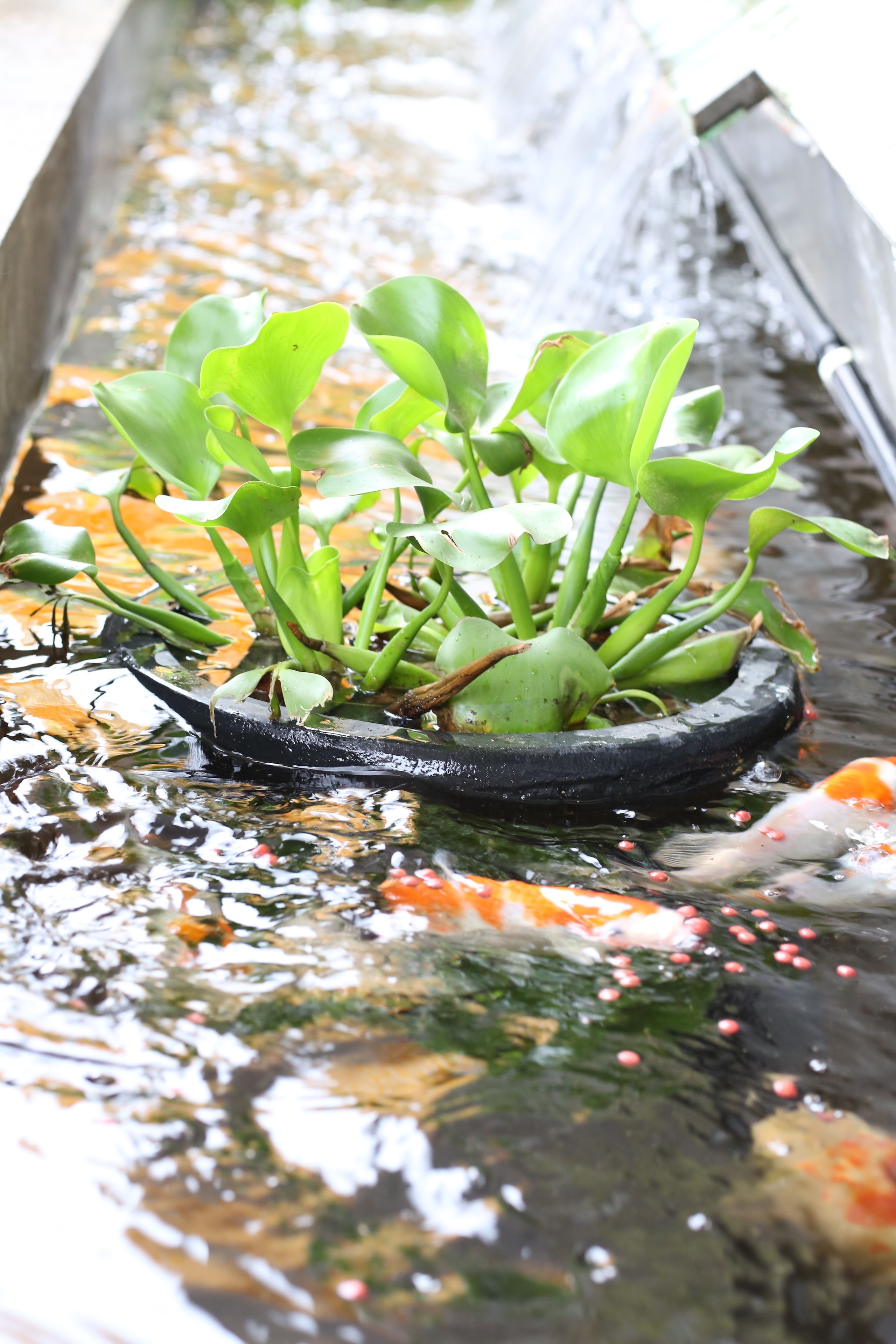 Foto - F Hotel Jakarta