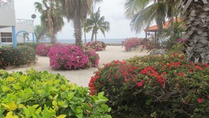 Een tuin met diverse planten en bloemen, palmbomen en uitzicht op de oceaan.