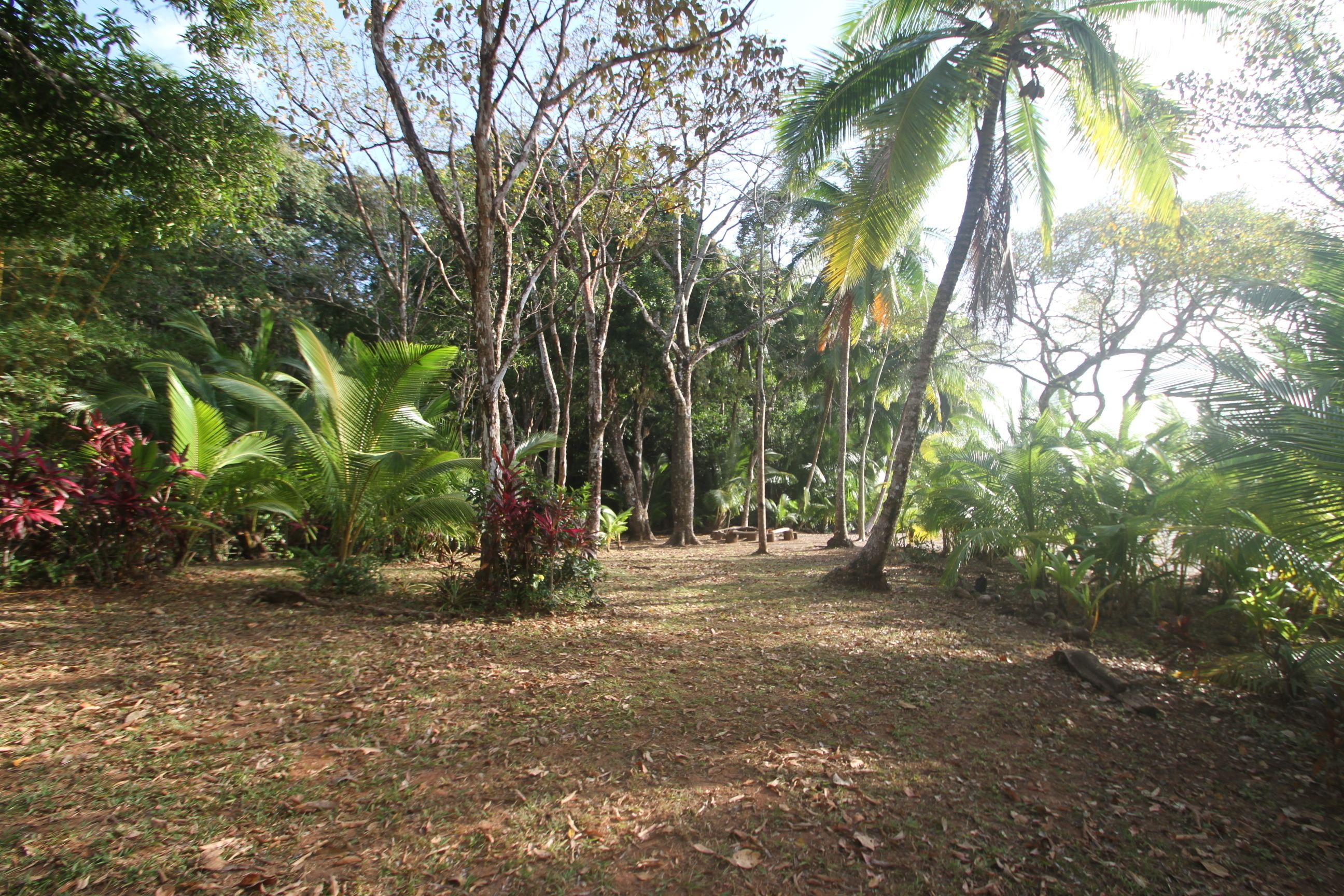 A natural outdoor area with trees and plants.
