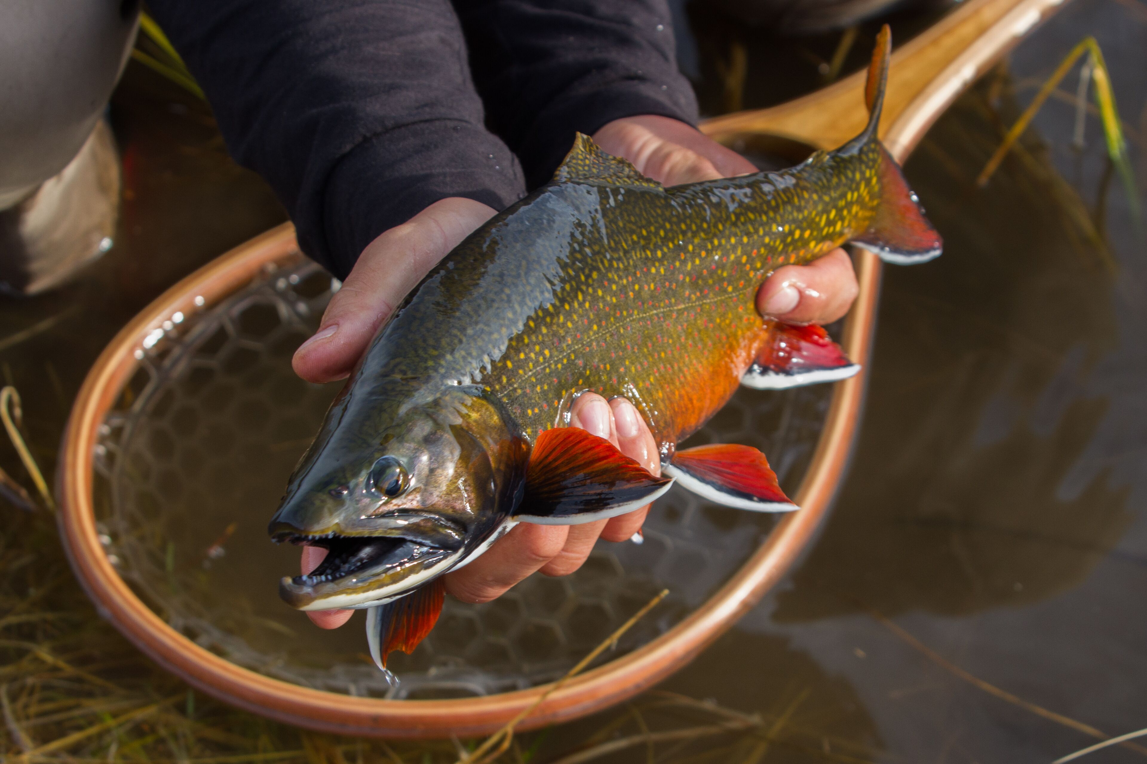 A person holding a fish in a clear bowl.