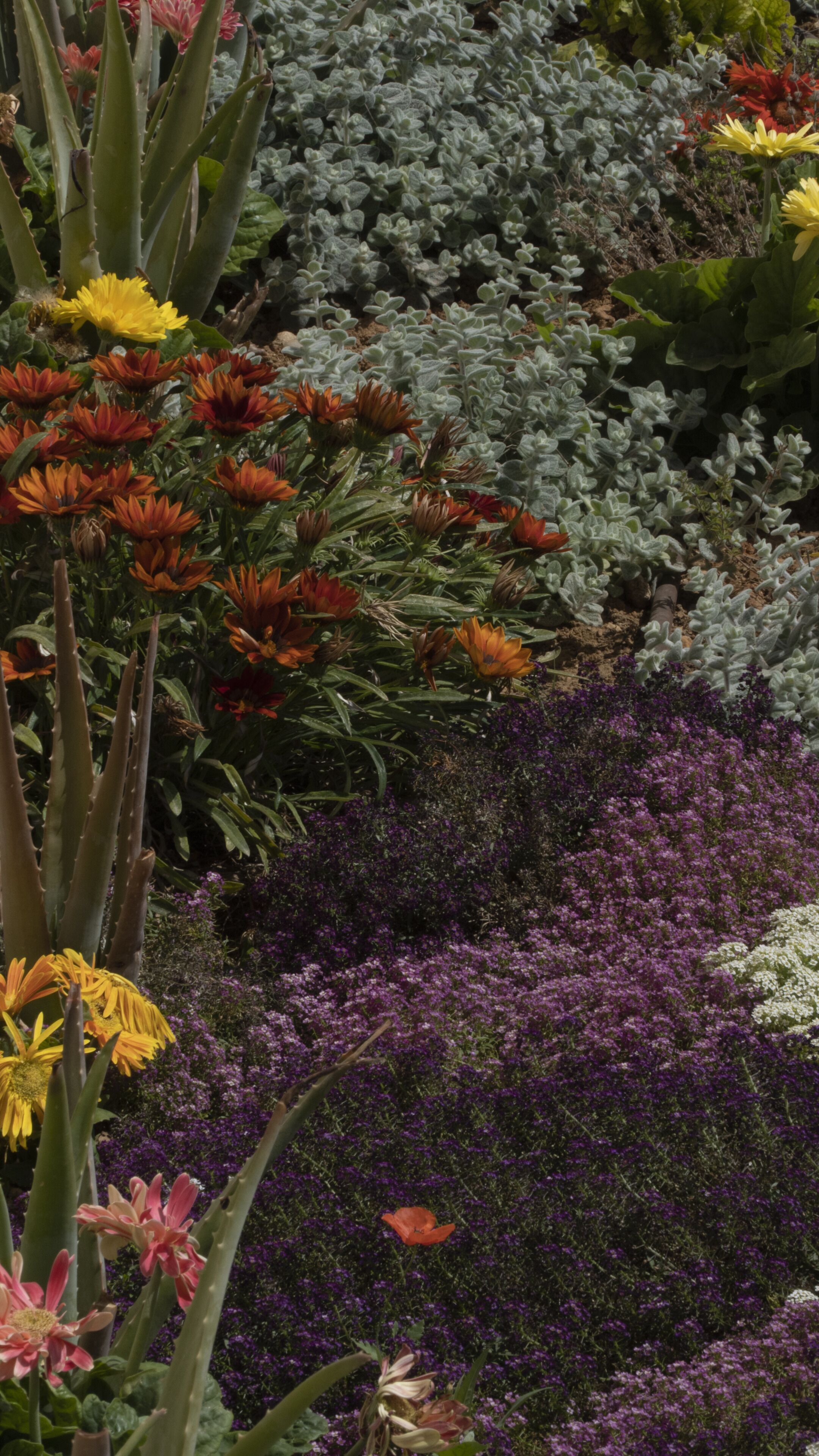 Un jardín con diversas plantas y flores, incluyendo cactus y florecillas coloridas.