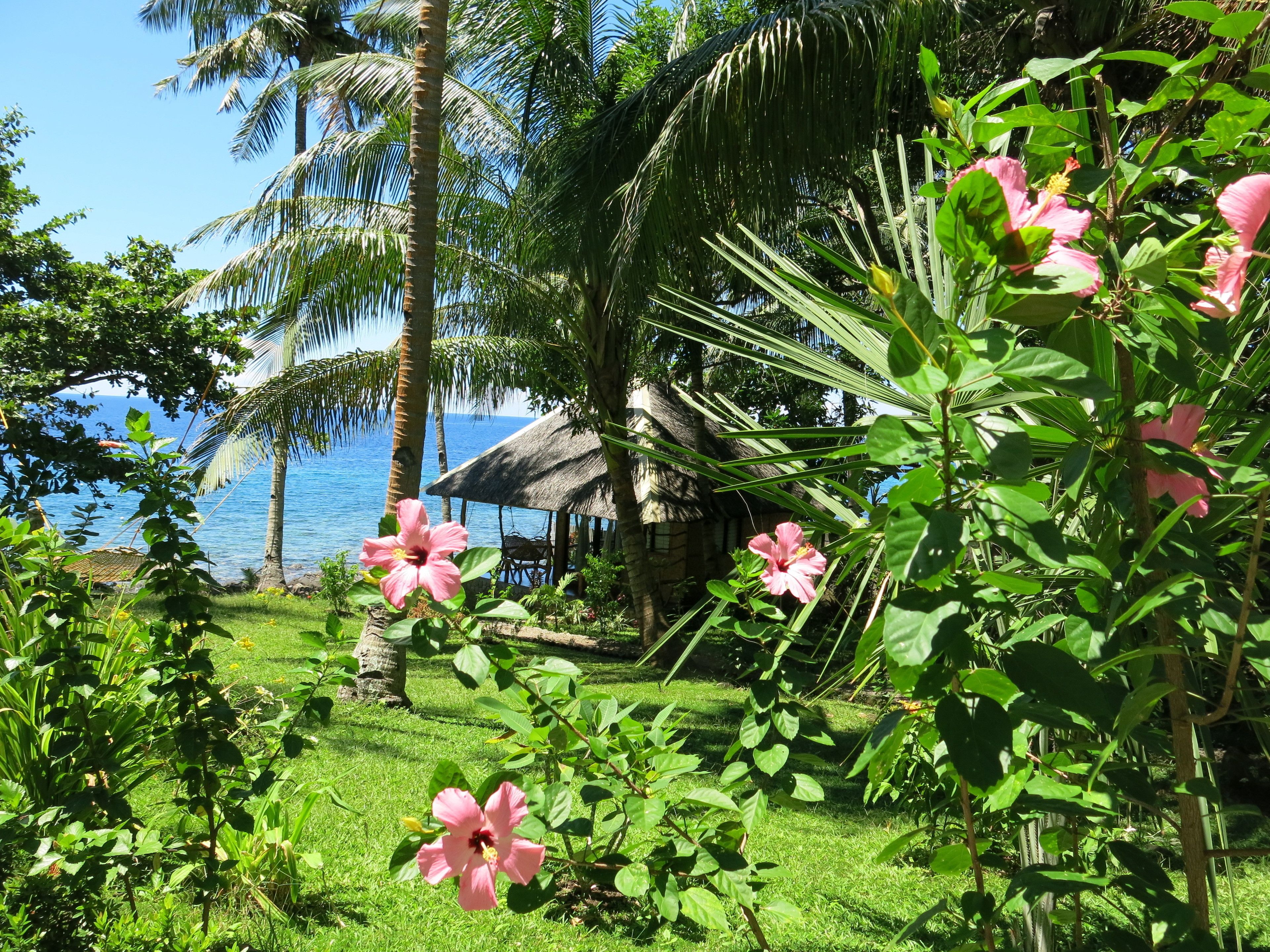A tropical garden with pink flowers, palm trees, and a thatched-roof structure near a body of water.