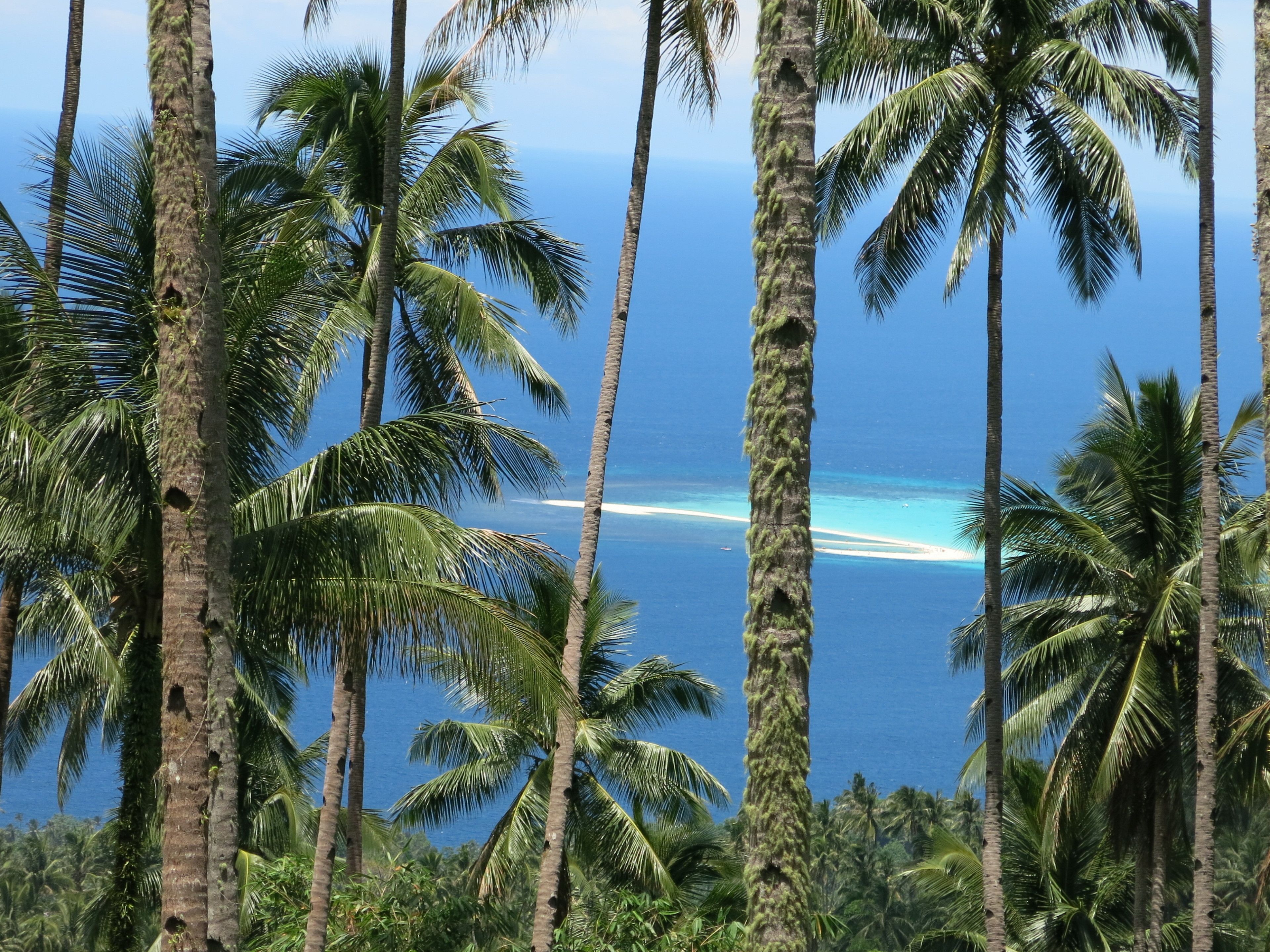 A view of tall palm trees and a clear blue ocean.