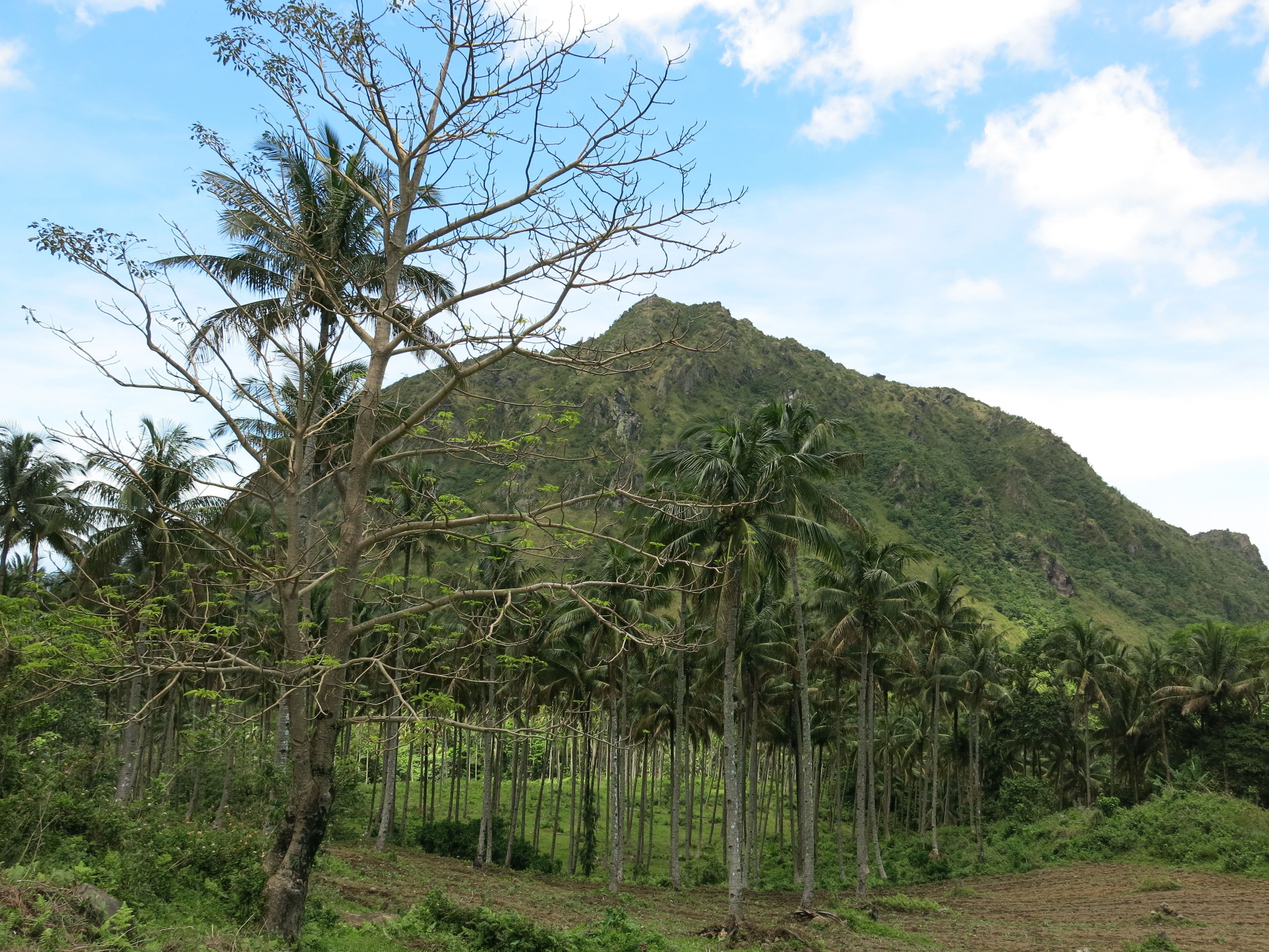 A tropical landscape with a mountain in the background, palm trees, and a clear sky.