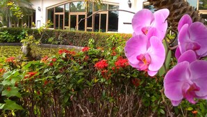Ein gepflegter Garten mit verschiedenen Pflanzen und Blumen, darunter rosa Orchideen und rote Blüten, vor einem Gebäude mit großen Fenstern und einem geschwungenen Balkon.
