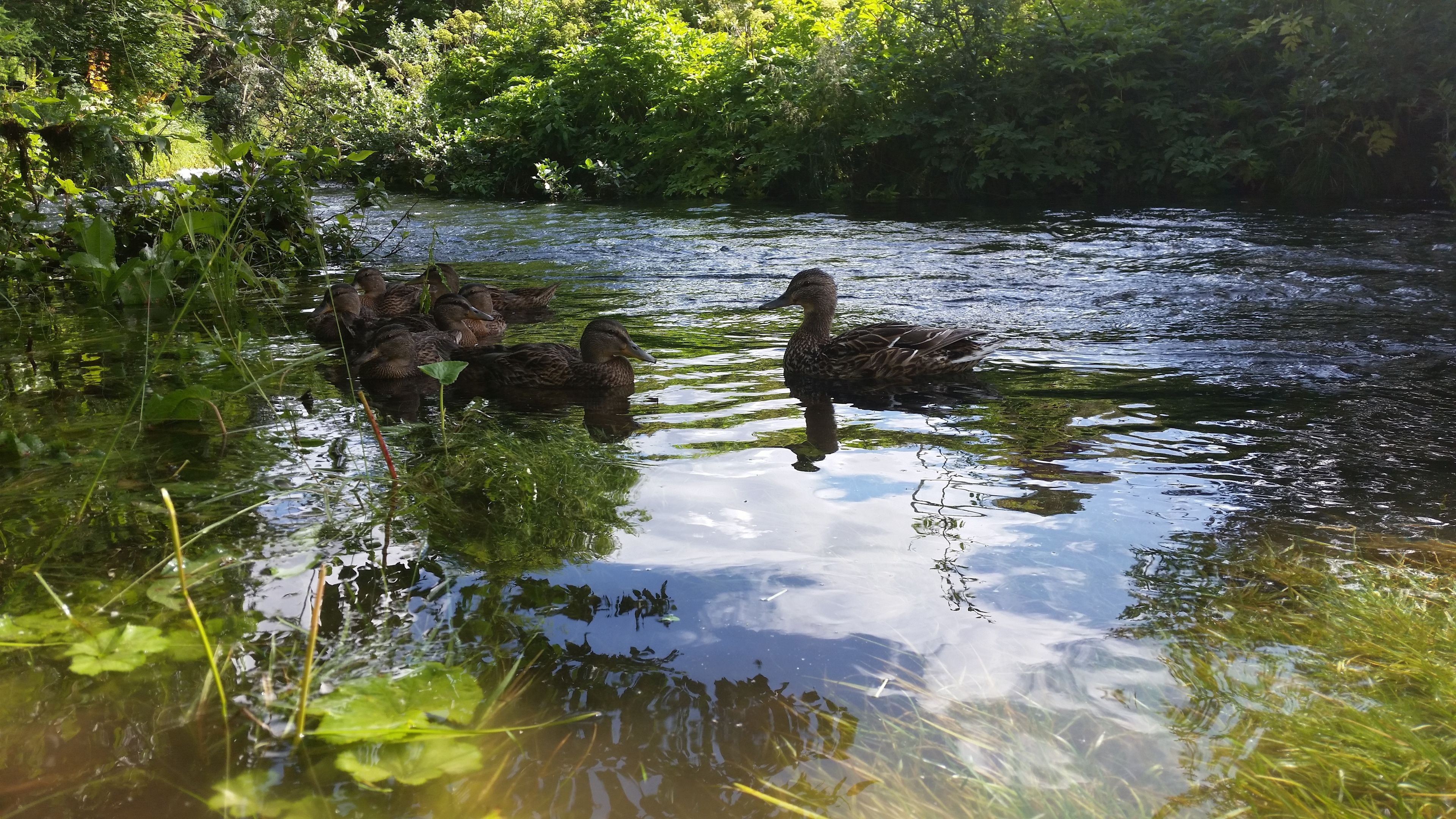 Un grupo de patos nadando en una masa de agua natural, poco profunda, de color verde y rodeada de follaje denso.