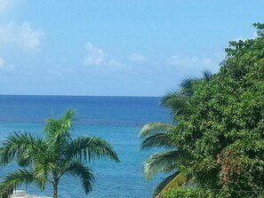 A view of a beach with palm trees and clear blue water.