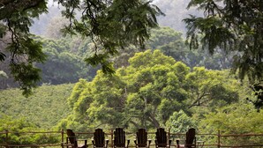 A row of Adirondack chairs on a grassy lawn with a wooden fence, overlooking a lush green forest. - Elewana The Manor Ngorongoro (Karatu)