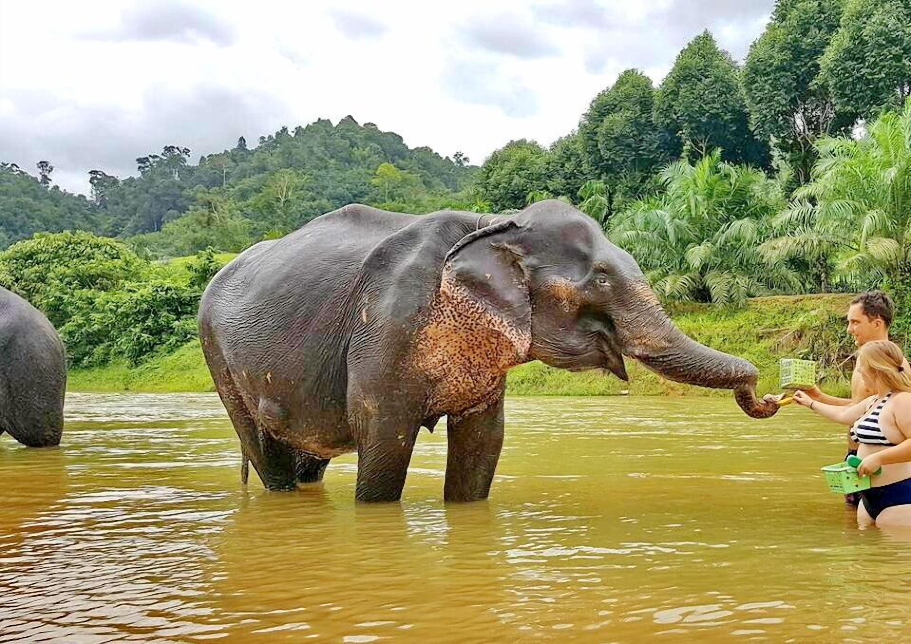 An elephant in a natural water setting with lush greenery in the background.