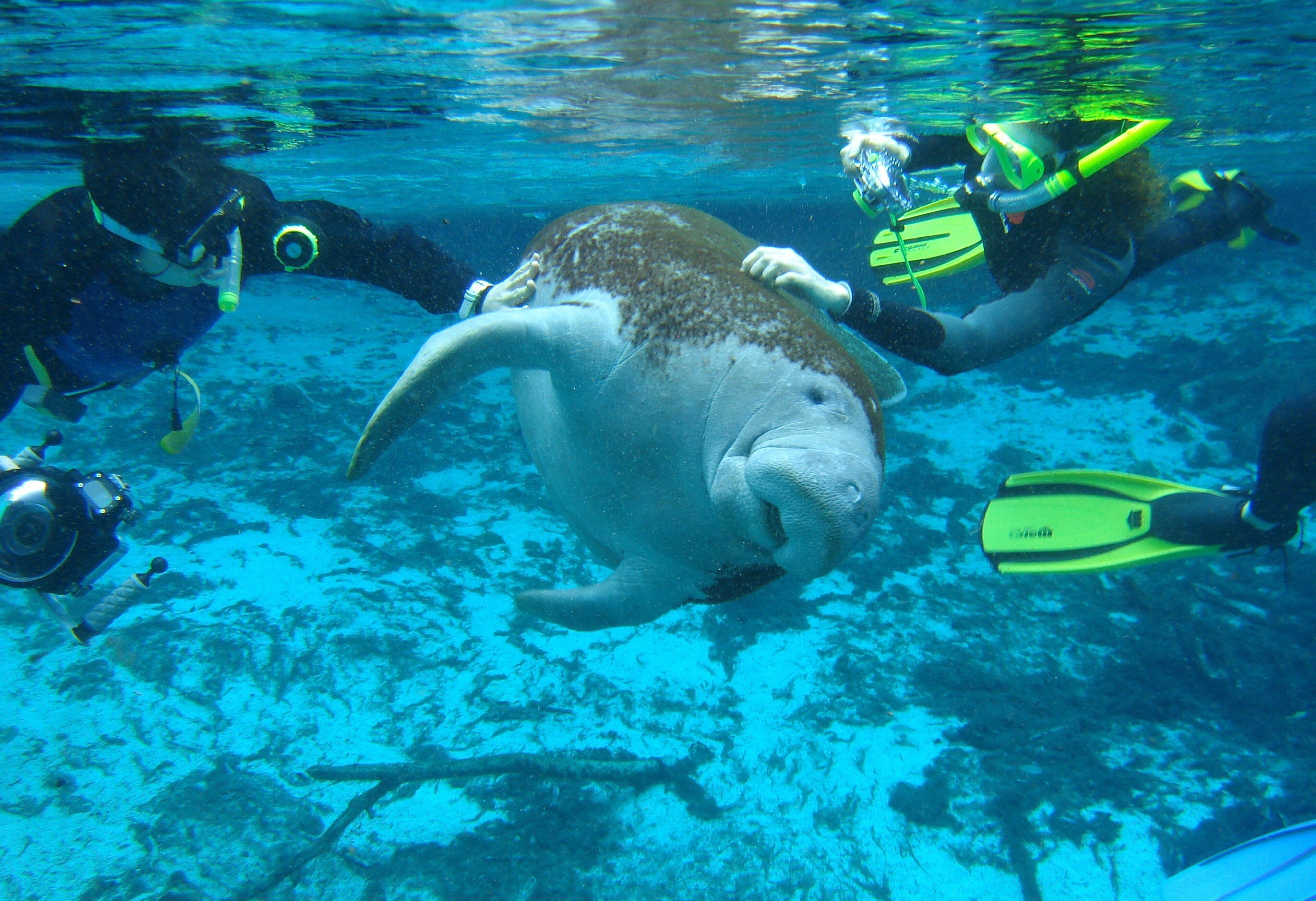 Een groot zeewier, mogelijk een dugong, voorzichtig vastgehouden door een duiker.
