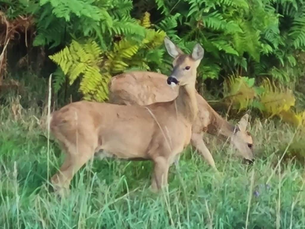 Zwei Hirsche in einer Wiese mit dichtem Grün im Hintergrund.