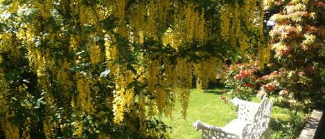 A bench under a yellow flowering tree in a garden.