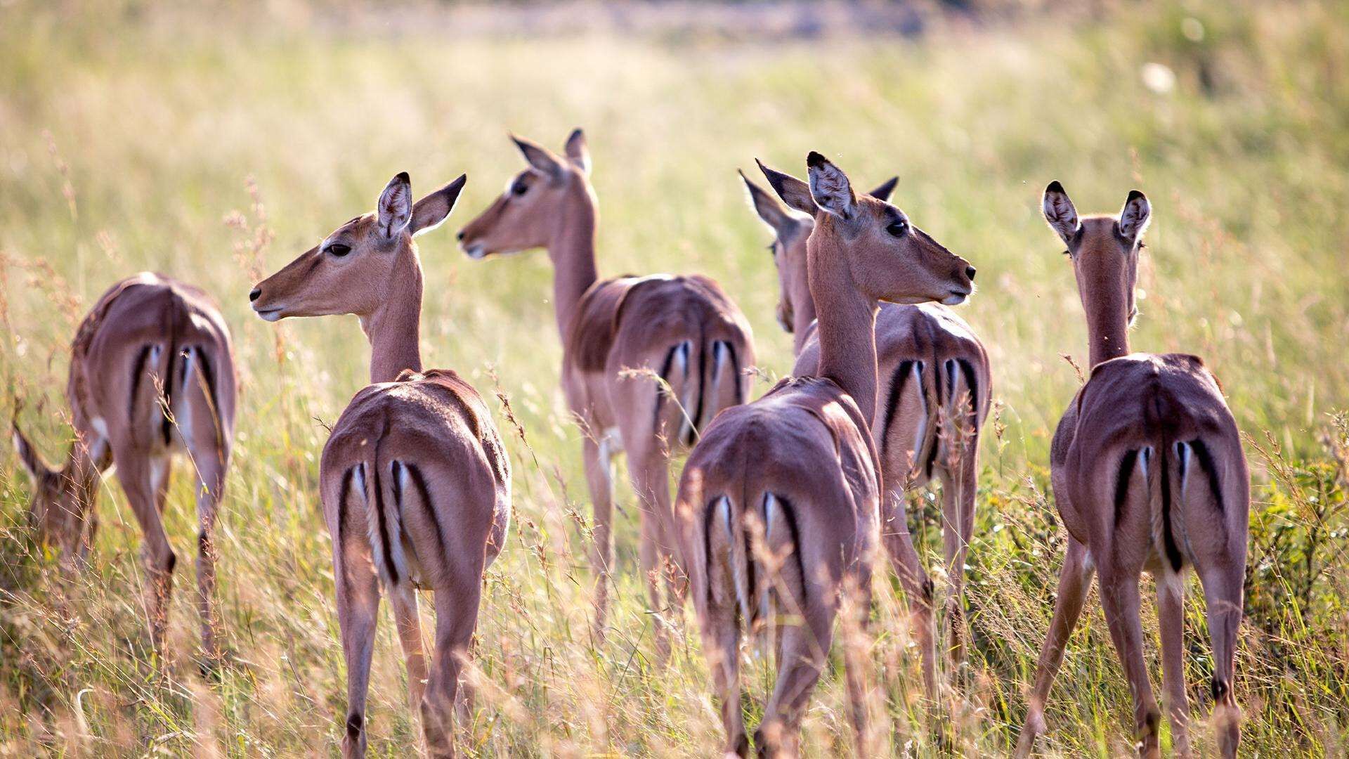 A group of antelopes in a grassy field.