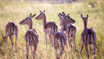 A group of antelopes in a grassy field.