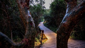 Un paseo marítimo de madera que atraviesa un bosque con abundante vegetación a ambos lados.