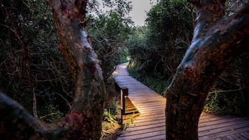 Uma passarela de madeira serpenteia por uma área arborizada, com vegetação densa de ambos os lados.