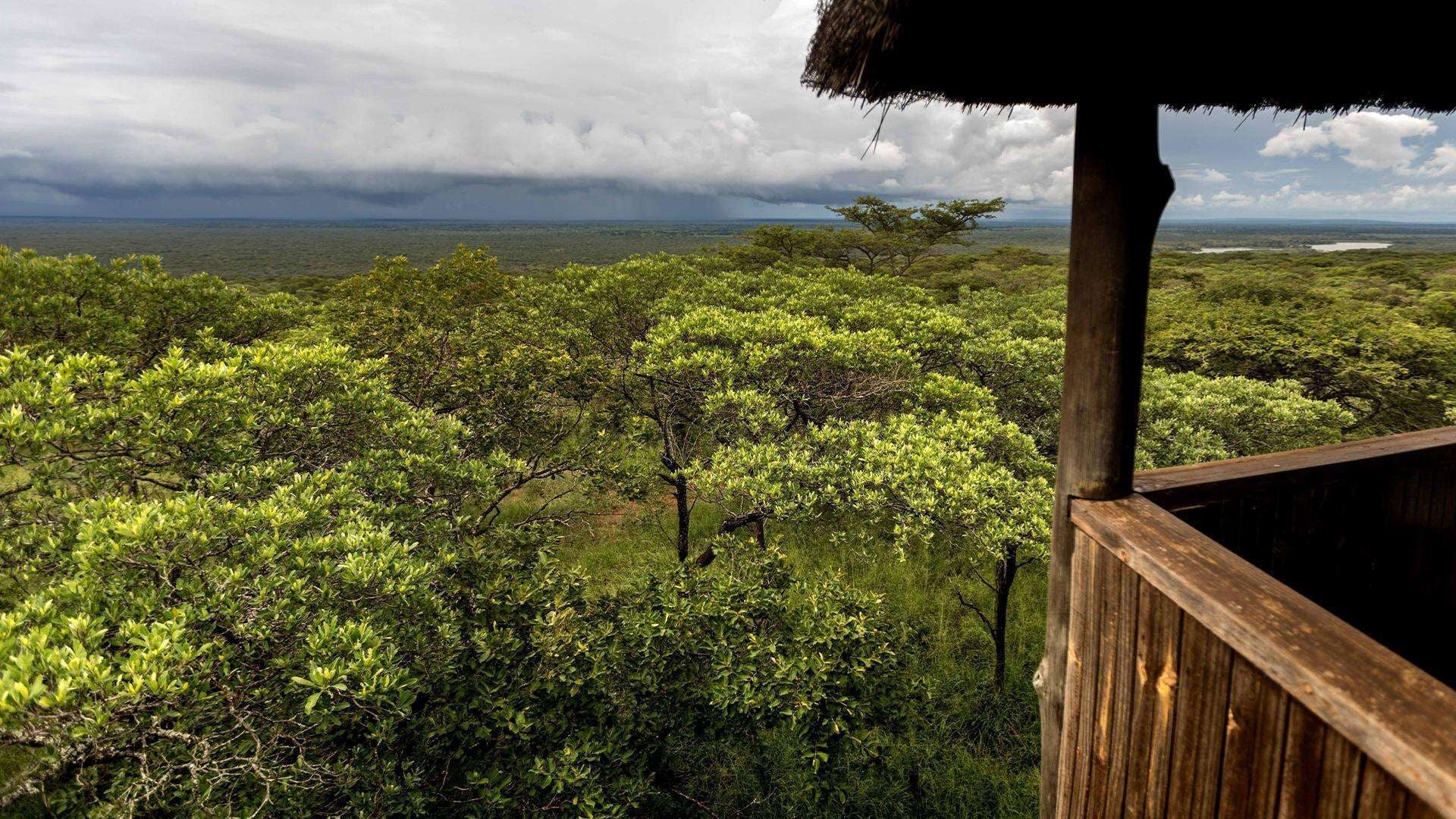 A wooden observation deck overlooking a dense forest with a thatched roof structure.