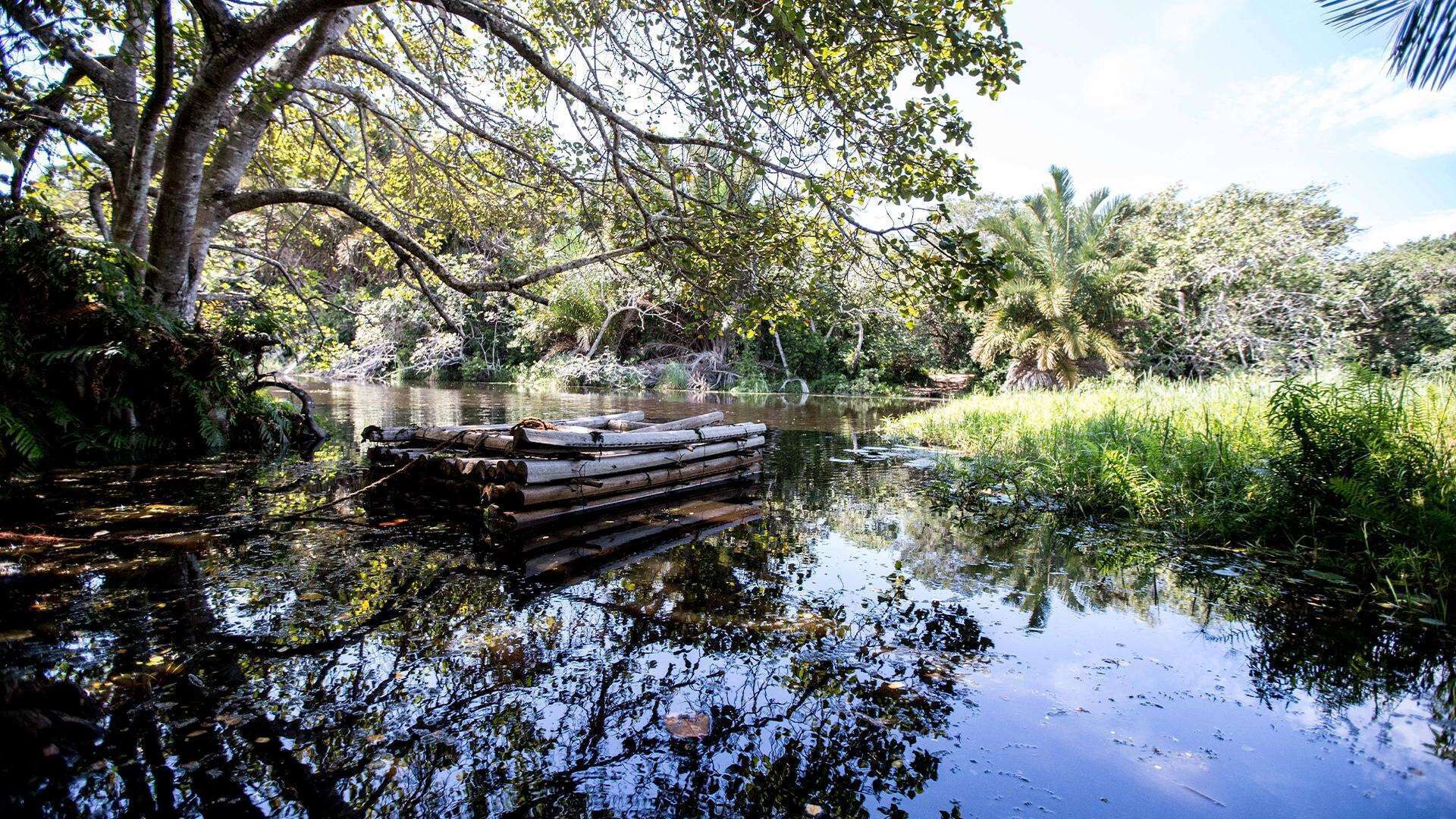 A calm river with a wooden dock extending into the water, surrounded by lush greenery and trees.