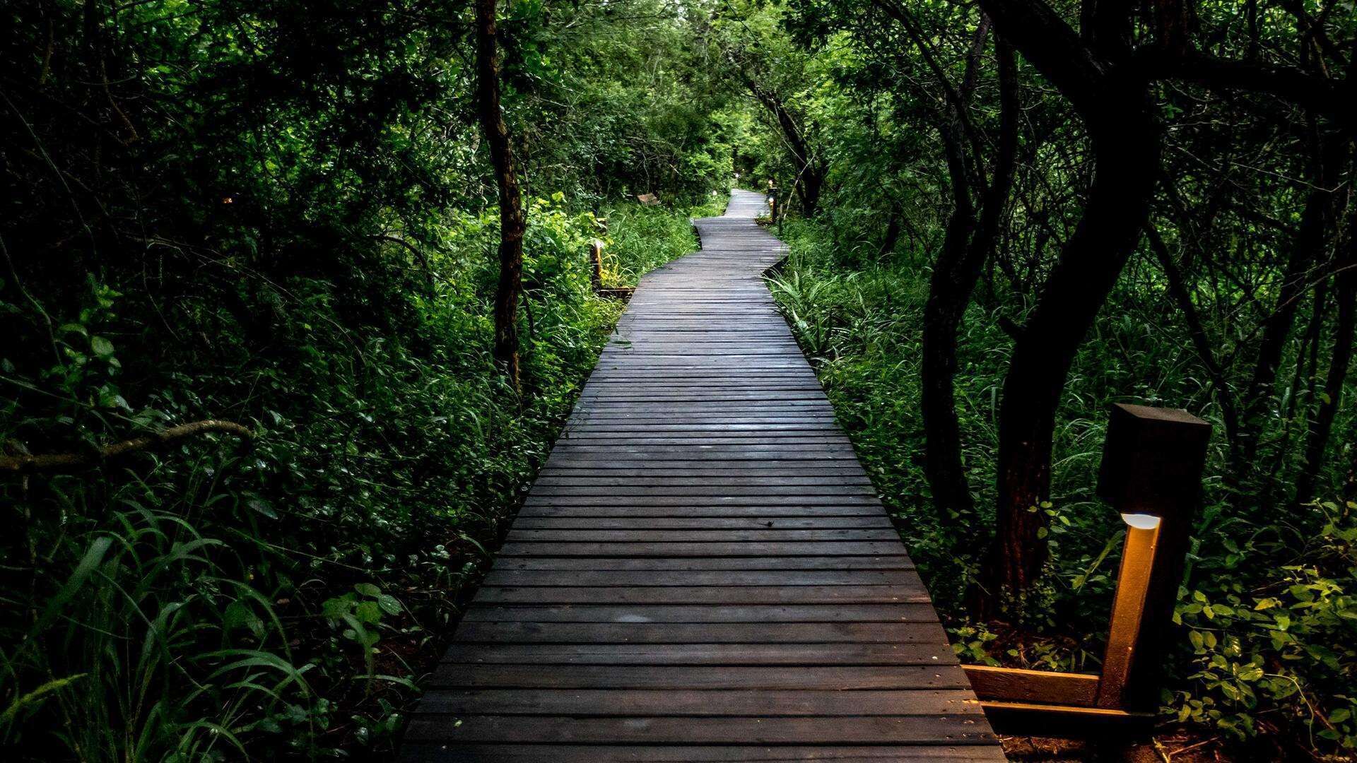A wooden pathway through a dense forest.