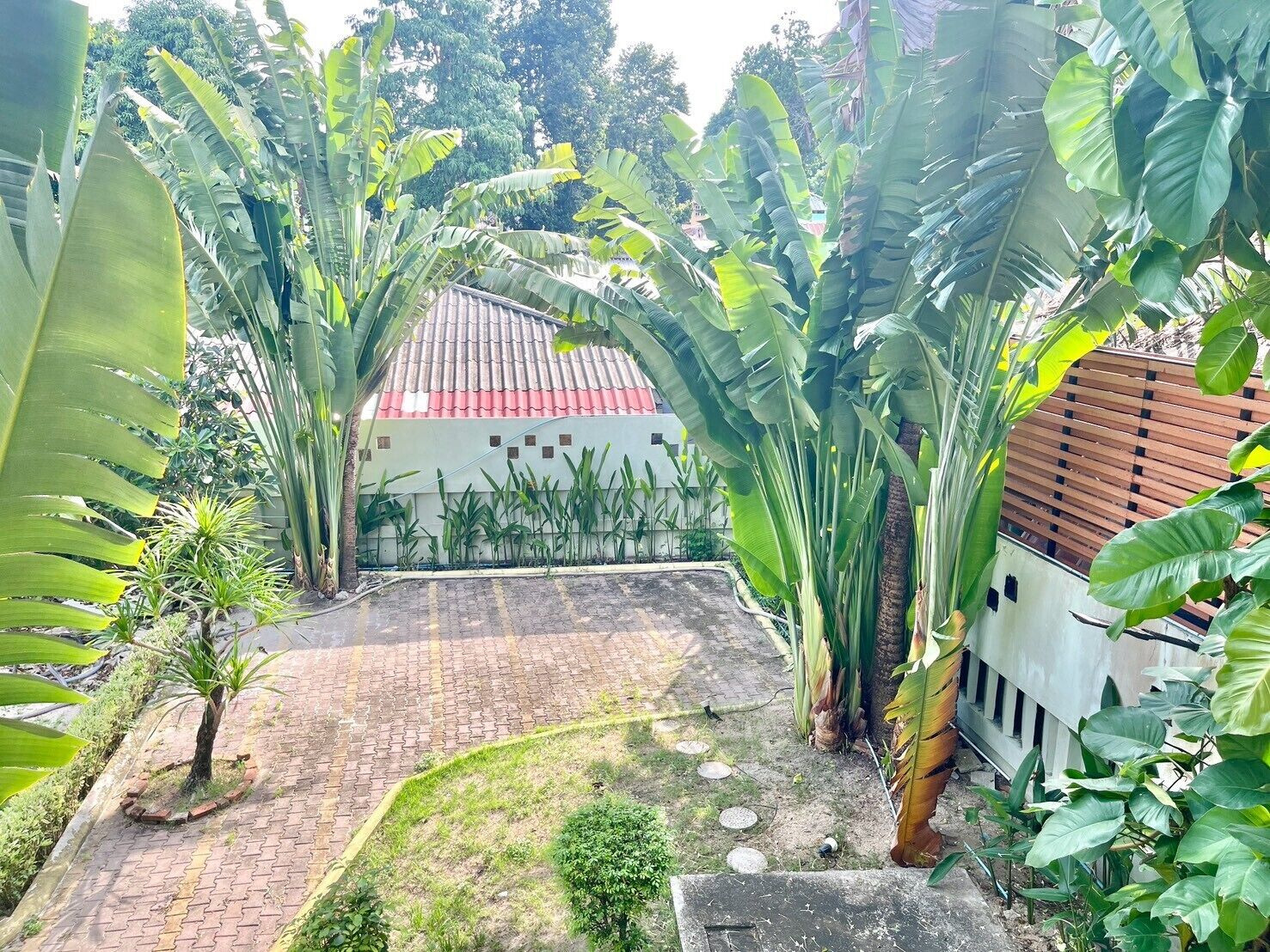 A courtyard with a paved walkway, surrounded by large banana plants and other greenery, leading to a building with a red-tiled roof.