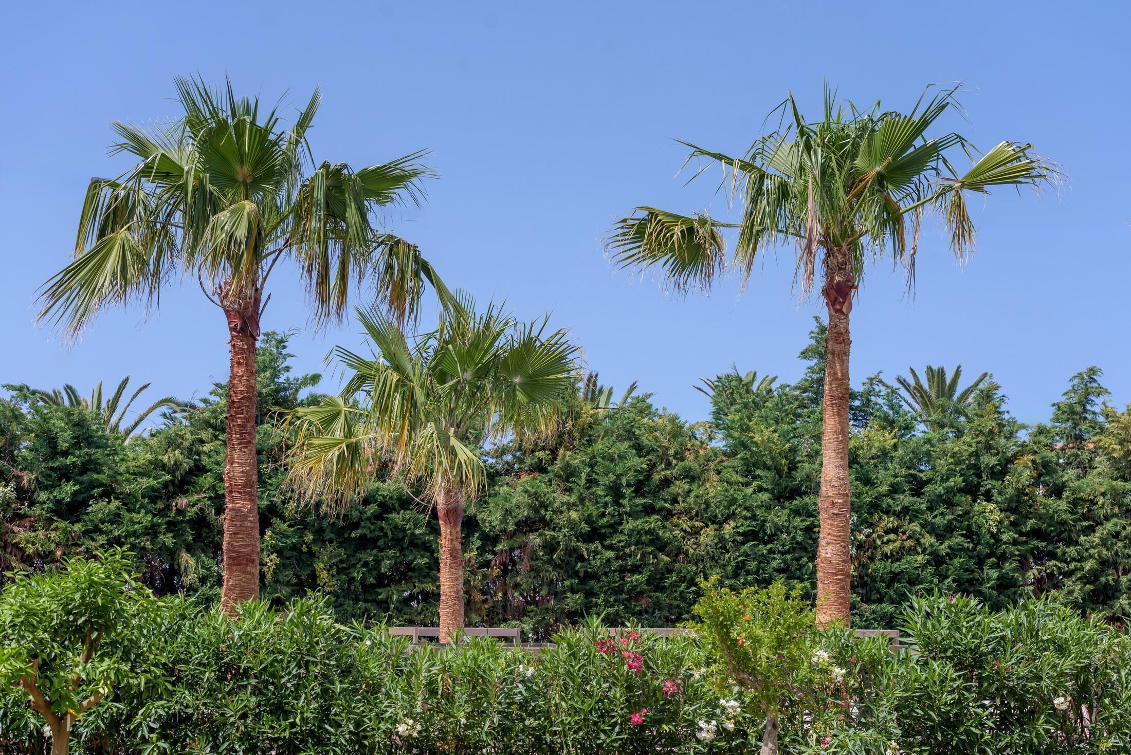 A garden with palm trees and dense foliage.