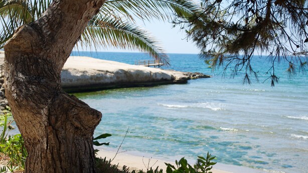 Une scène de plage avec un tronc d’arbre et une passerelle en bois menant à l’eau.
