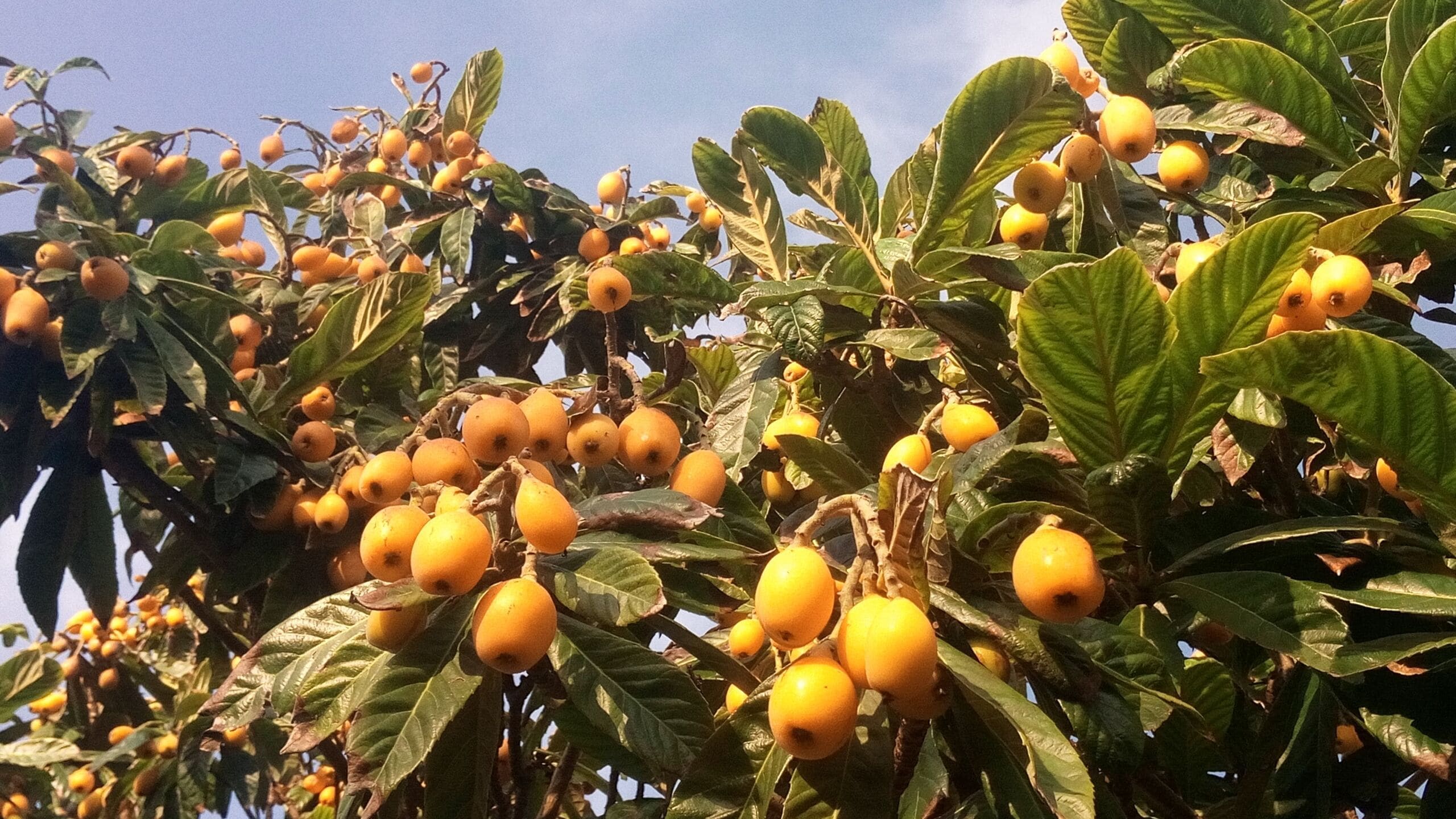 Un arbre amb nombroses fruites grogues i fulles verdes.