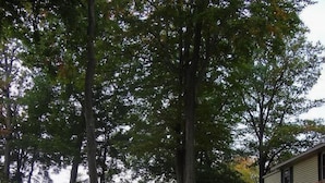 Een chalet met een veranda en een schommel, omringd door bomen en een pad bedekt met herfstbladeren.