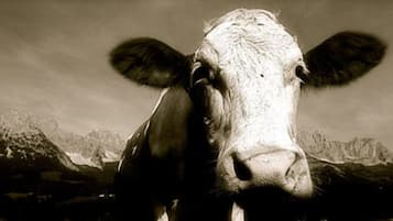 Primer plano del rostro de una vaca con montañas de fondo.