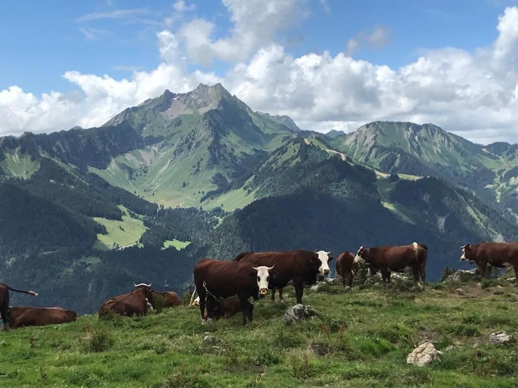 A mountainous landscape with a herd of cows grazing.