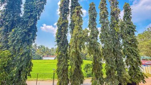 Una hilera de árboles altos y delgados en un espacio bien cuidado, con un campo verde al fondo.