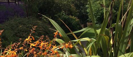 A garden with various plants and flowers, including tall green foliage and orange flowers.
