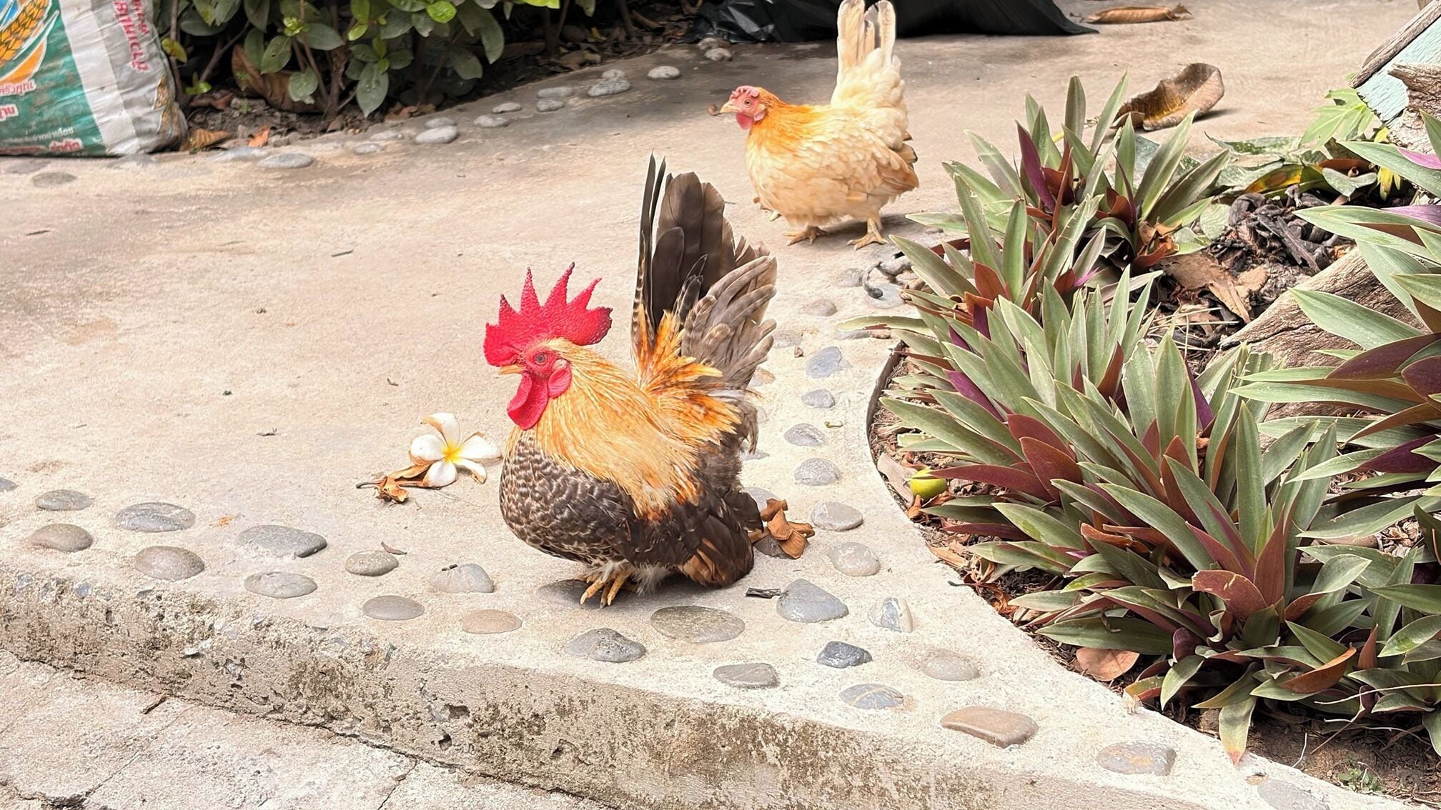 Foto - The Park Ayutthaya Resort And Spa