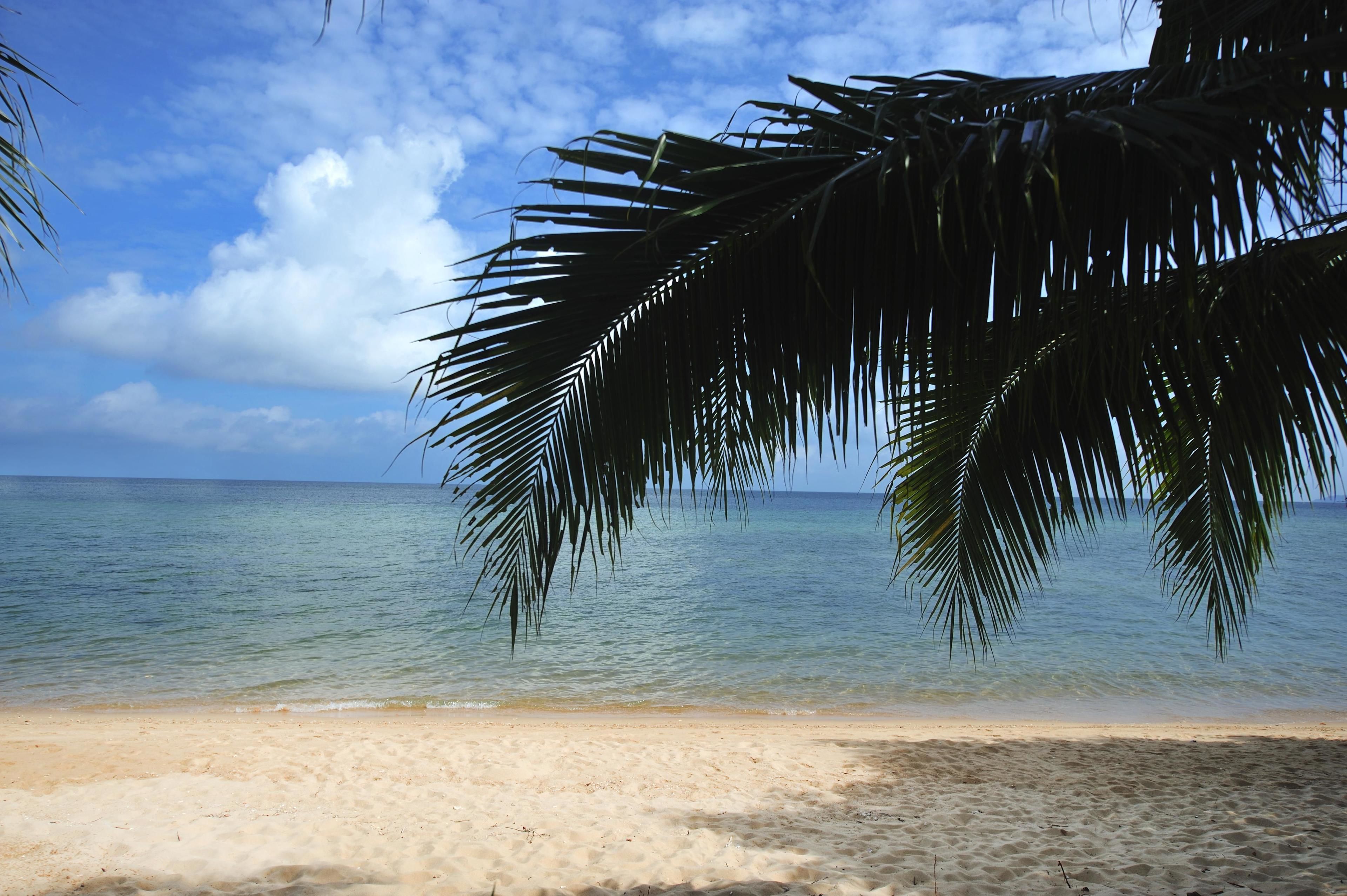 A beach with clear water and a palm tree.
