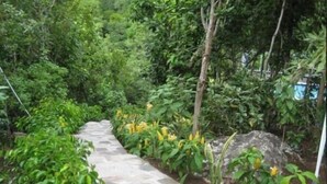 A stone pathway surrounded by lush greenery and yellow flowers. - Fire Fly Cottage (Westbury)