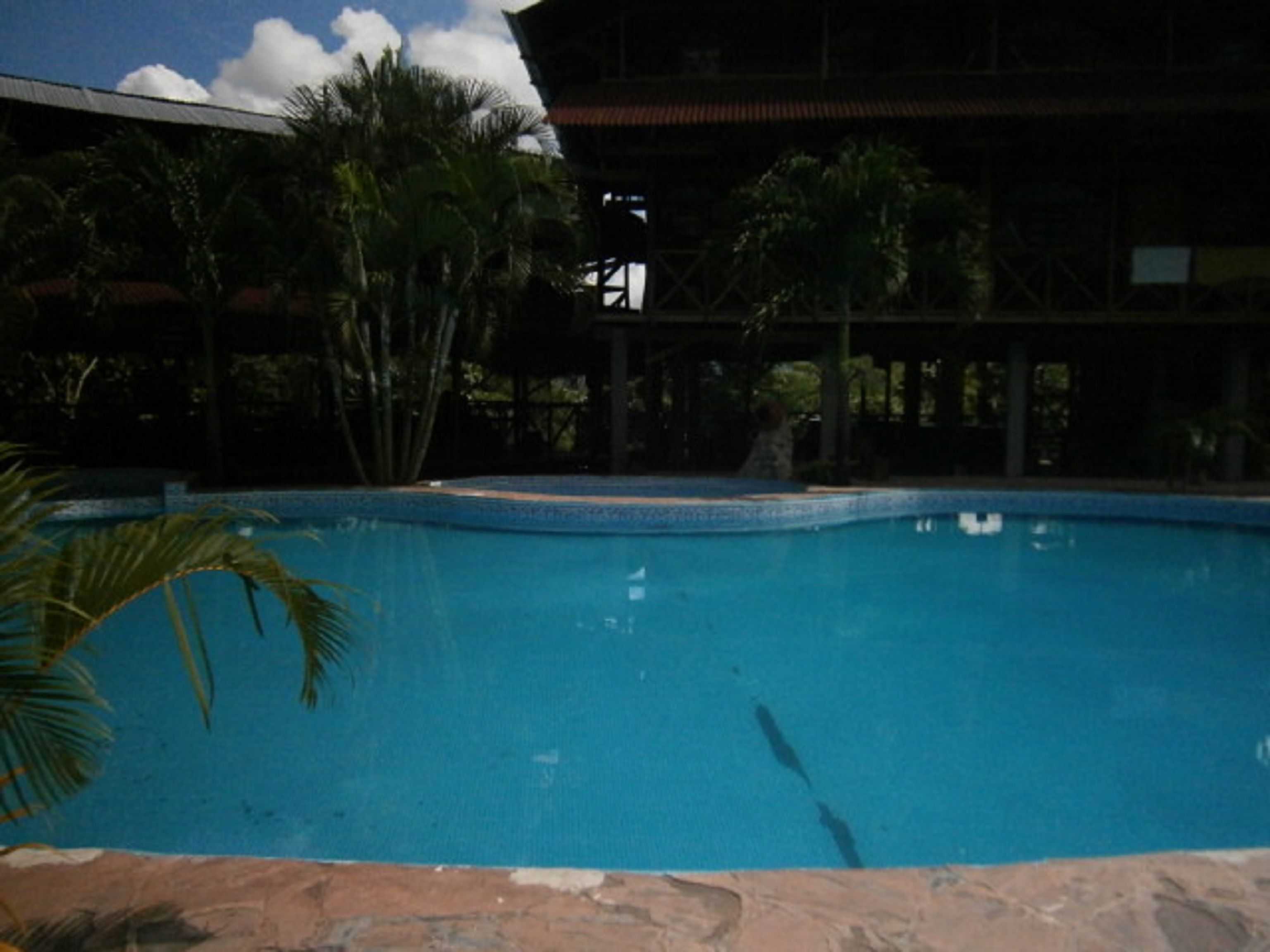 A swimming pool with a clear blue water surface, surrounded by palm trees and a building with a tiled roof in the background.
