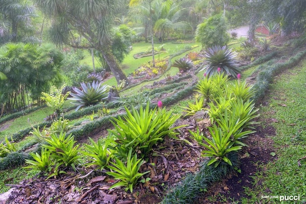 Standard Double or Twin Room, Garden View | Garden view