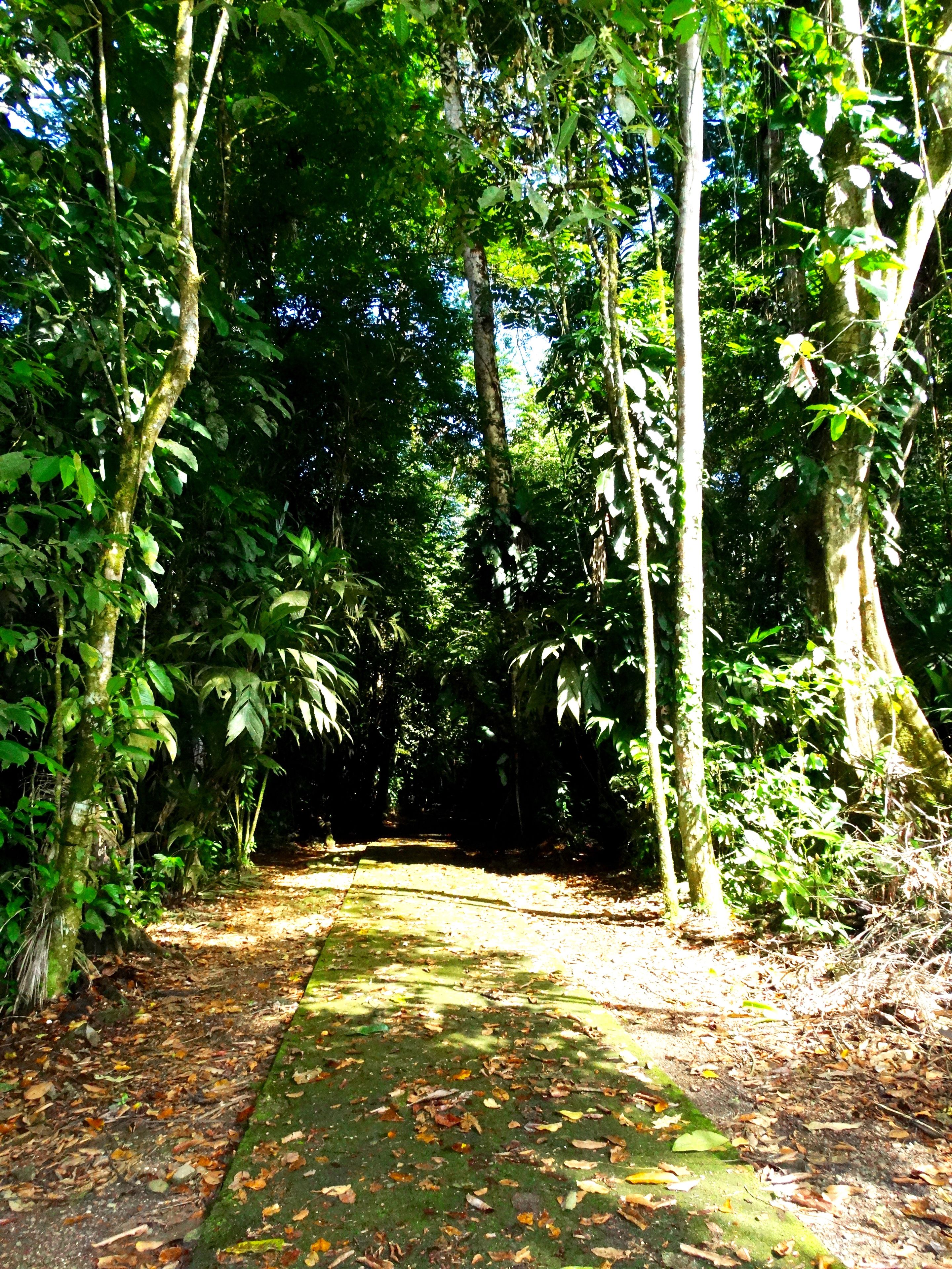 A forest path with dense foliage and trees.
