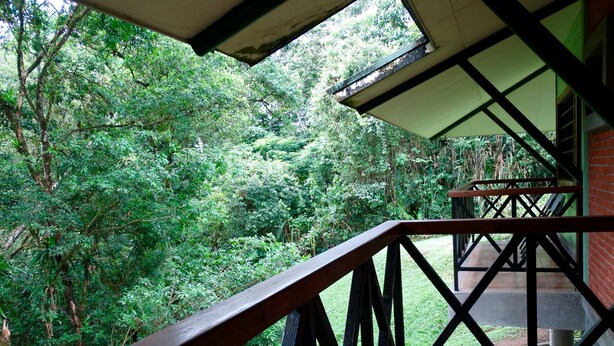 A wooden balcony with a view of dense green foliage.