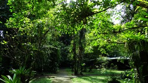 A pathway through a lush garden with dense foliage and a variety of plants.