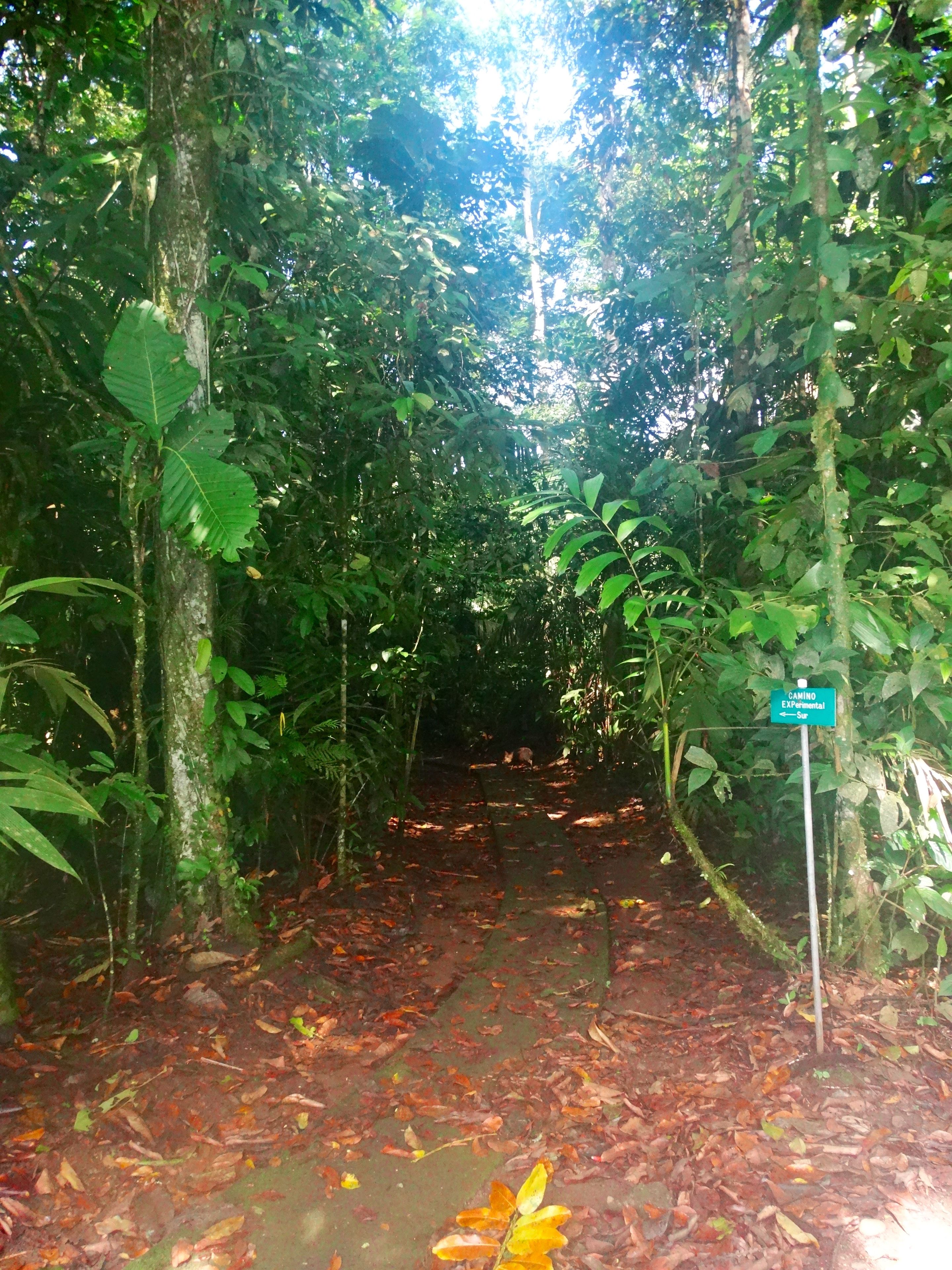 A forested path with a sign indicating 'CAMINO Experimental'.