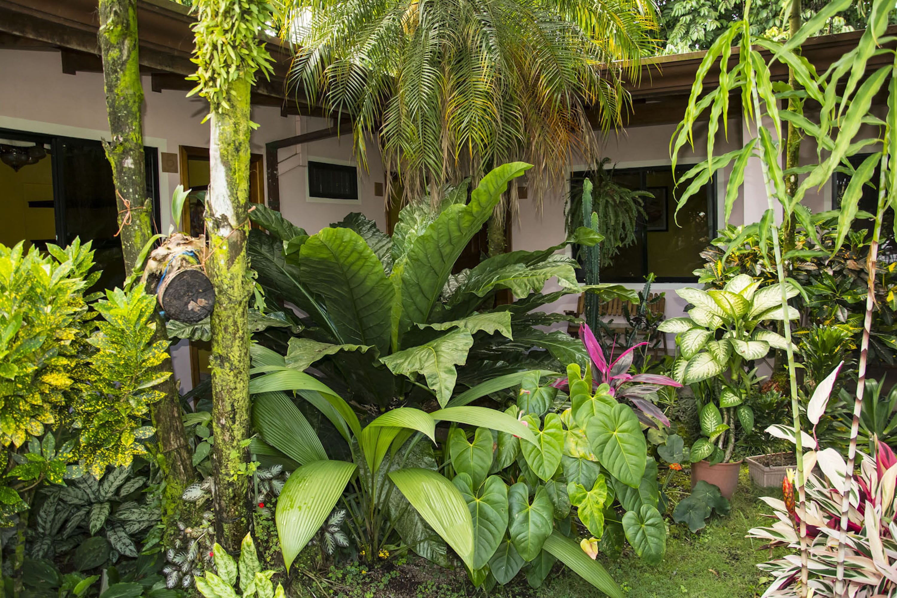 A lush indoor garden with various tropical plants and a wooden structure.