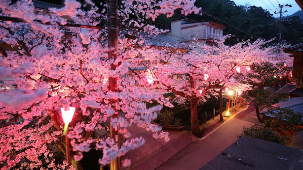 A street lined with cherry blossom trees illuminated by street lamps. - Sento Ryokan (Toyooka)